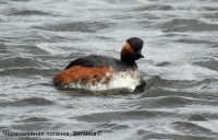 Черношейная поганка, Зяткина Г.