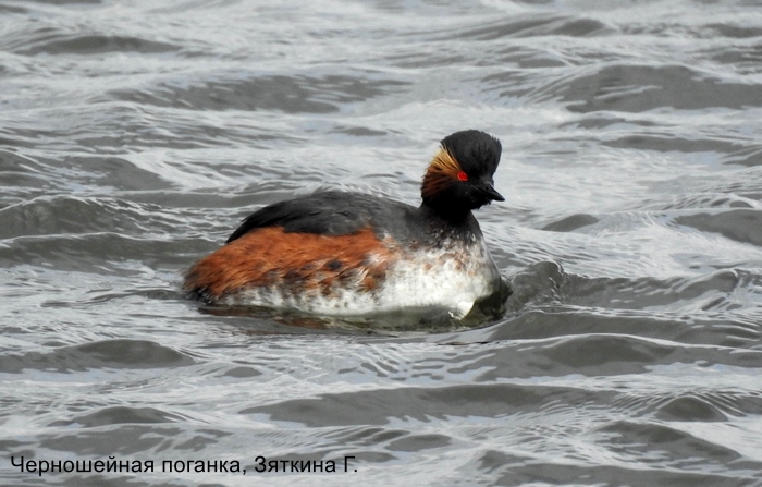 Фотоконкурс «Большой год —  2025»
