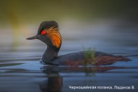 Черношейнгая поганка, Ладанов В.