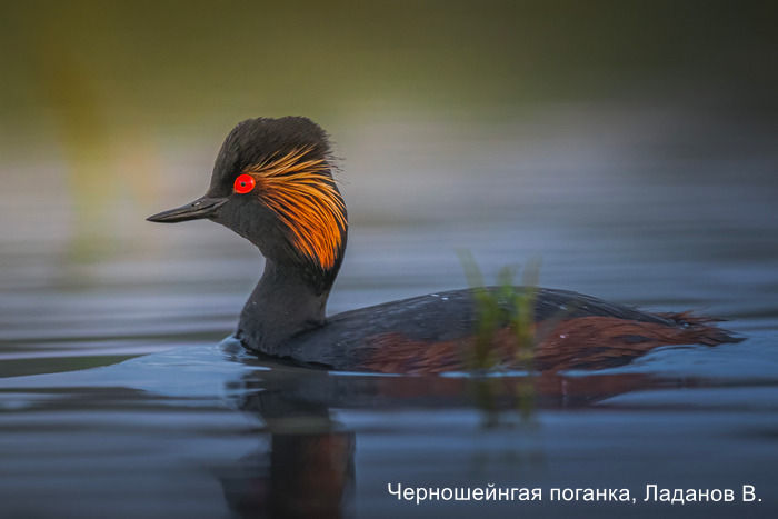 Фотоконкурс «Большой год — 2025»