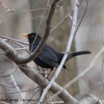 Фотоконкурс «Большой год — 2025»