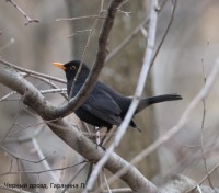 Черный дрозд, Гаранина Л.