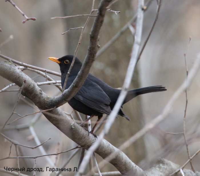 Фотоконкурс «Большой год — 2025»