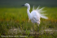 Большая белая цапля, Ладанов В.