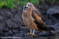 Луговой лунь, Ладанов В.