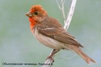 Обыкновенная чечевица, Ладанов В.