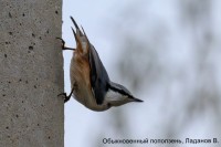 Обыкновенный поползень, Ладанов В.