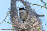 Обыкновенный ремез, Ладанов В (1)