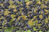 Обыкновенный скворец, Ладанов В.