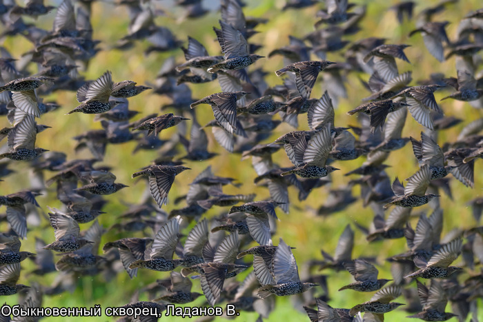 Фотоконкурс «Большой год —  2025»