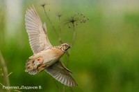 Перепел, Ладанов В. (2)