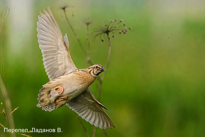 Фотоконкурс «Большой год —  2025»