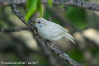 Полевой воробей, Гунчин Р (1)