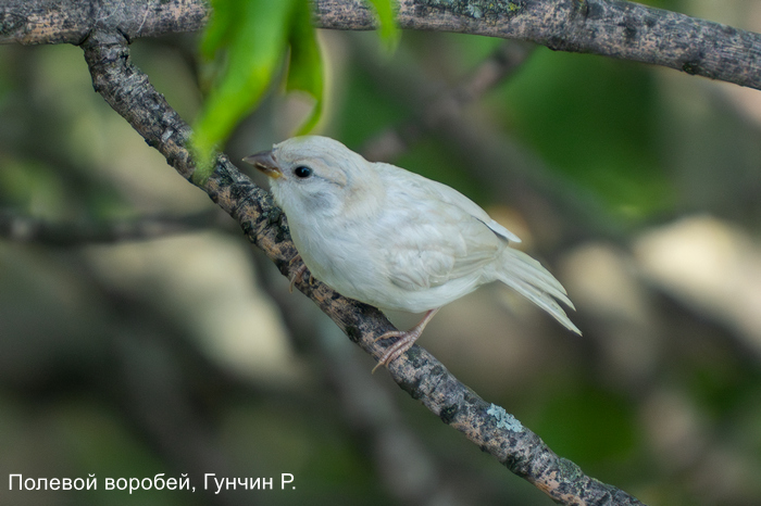 Фотоконкурс «Большой год —  2025»