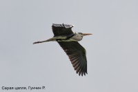 Серая цапля, Гунчин Р.