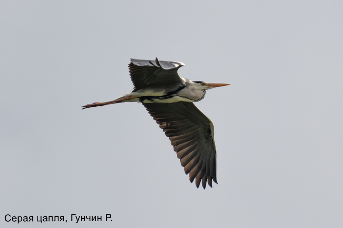 Фотоконкурс «Большой год —  2025»