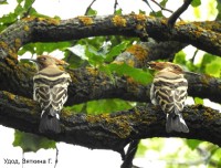 Удод, Зяткина Г.