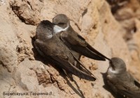 Береговушка, Гаранина Л.