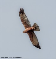 Болотный лунь, Синяева А. (1)