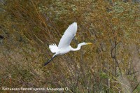 Большая белая цапля, Минеева О.