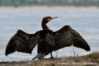 Большой баклан, Синяева А. (1)