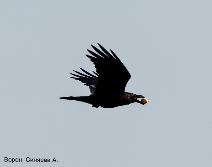Фотоконкурс «Большой год — 2025»