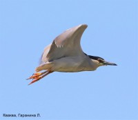 Кваква, Гаранина Л.