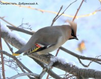 Свиристель, Добрянский А.