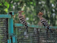 Удод, Харьков А.