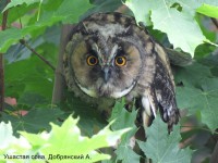 Ушастая сова, Добрянский А.