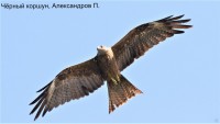 Чёрный коршун, Александров П.