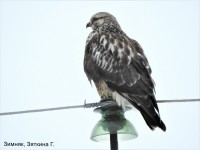 имняк, Зяткина Г.