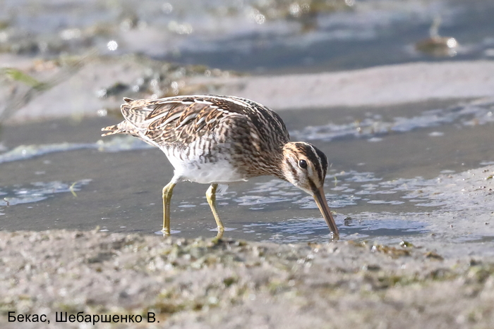 Фотоконкурс «Большой год — 2025»