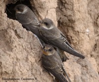 Береговушка, Гаранина Л.