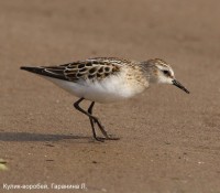 Кулик-воробей, Гаранина Л.