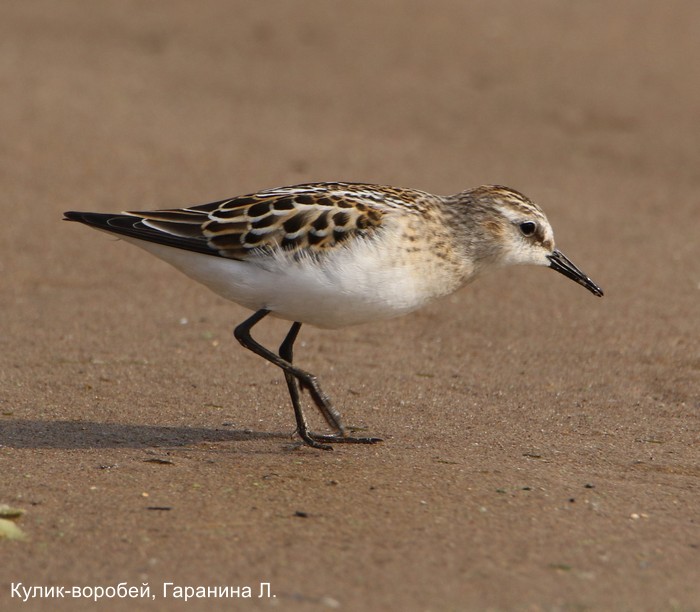 Фотоконкурс «Большой год — 2025»