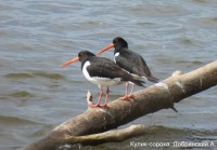 Кулик-сорока, Добрянский А.