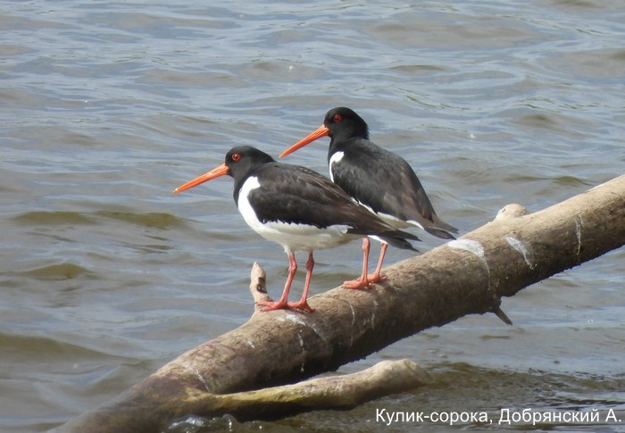 Фотоконкурс «Большой год — 2025»