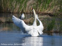 Лебедь-шипун, Добрянский А.
