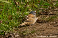 Усатая синица, Зенина Ю.