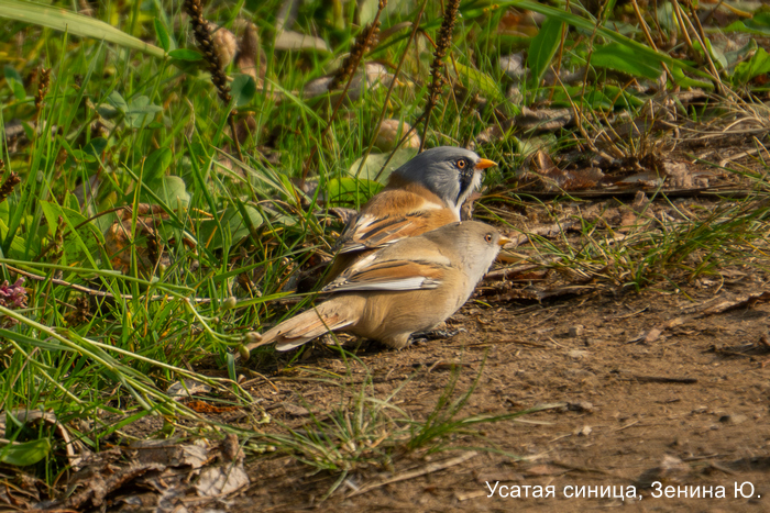 Фотоконкурс «Большой год — 2025»