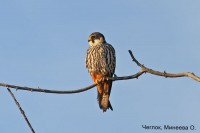 Чеглок, Минеева О.