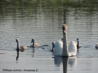 Лебедь-шипун, Алмаева Е (2)