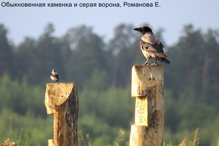 Фотоконкурс «Большой год —  2025»