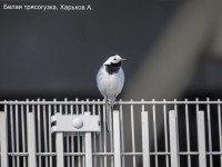Белая трясогузка, Харьков А.