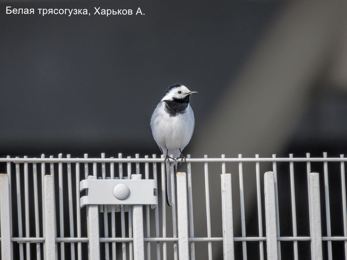 Фотоконкурс «Большой год — 2026»