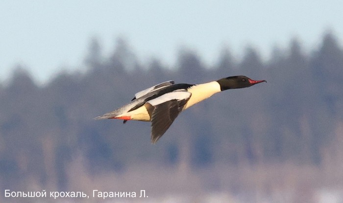 Фотоконкурс «Большой год — 2026»