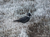 Галка, Харьков А.