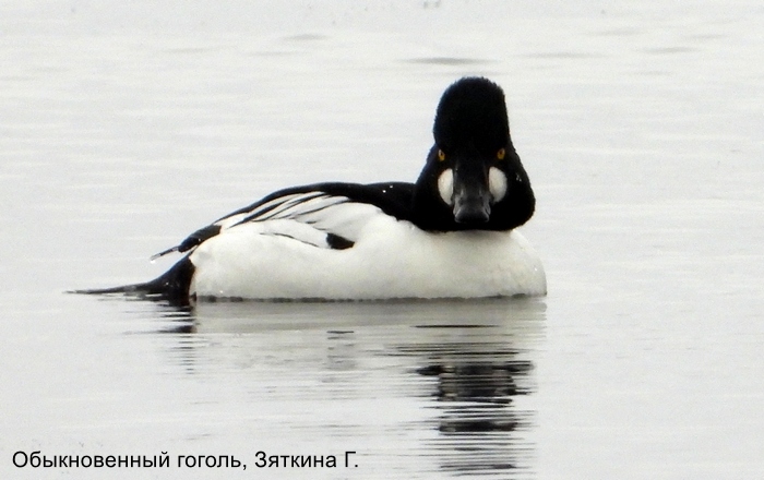 Фотоконкурс «Большой год — 2026»