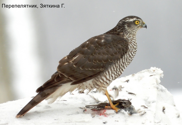 Фотоконкурс «Большой год —  2026»